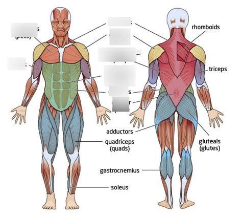 Physical Education Major Muscle Groups Chart Part 3 Diagram | Quizlet