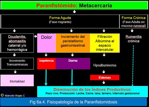 Capítulo 6a Paranfistomidosis Marcelo Rojas C