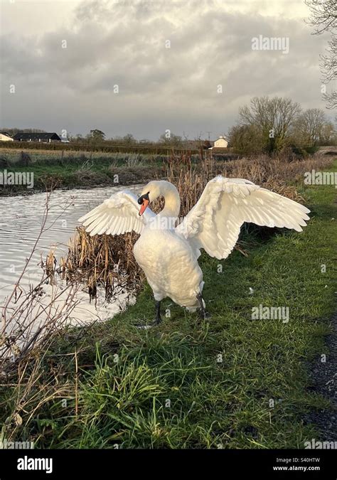 Der aggressive und einschüchternde stumme Schwan Cygnus olor steht am