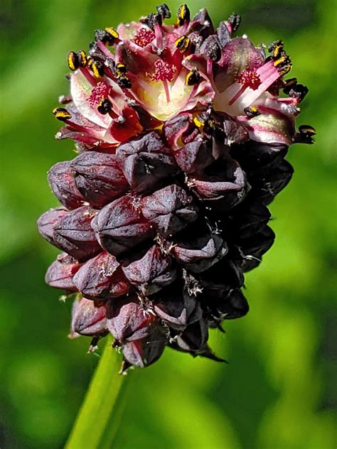 Photographs of Sanguisorba Officinalis, UK Wildflowers; Developing ...