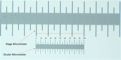 How To Measure The Size Of A Specimen Under The Microscope Microscope
