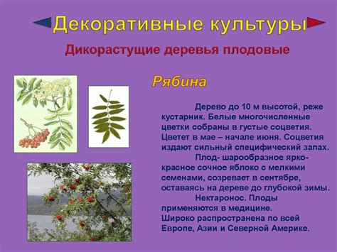 Дикорастущие и культурные растения - online presentation