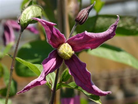 Clematis Rosea Clematis Integrifolia Rosea Baumschule Horstmann