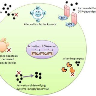 Several Mechanisms Of Mdr In Cancer Cells Mdr Can Occur In Cancer Cells