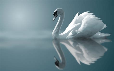 Beautiful Swan Wallpapers Top Free Beautiful Swan Backgrounds