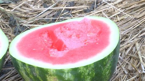 Watermelon Season Starts | WGXA