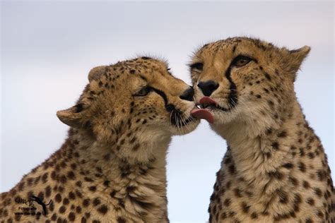 Cheetahs Cute Animals Kissing Animals Kissing Cute Animals