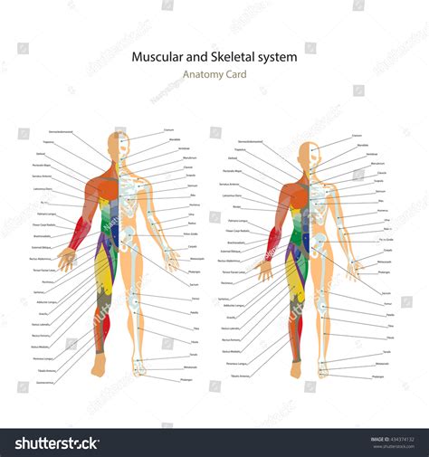 Male And Female Muscle And Bony System Charts With Explanations