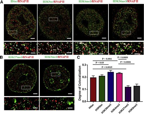 Representative Storm Images Of The Spatial Relationship Between Histone