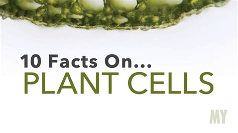 10 Facts On Plant Cells Youtube