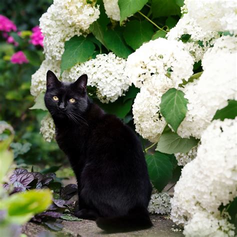 Are Black Roses Poisonous To Cats - Infoupdate.org