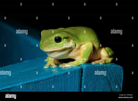 Green Tree Frog Litoria Caerulea Wooroonoon National Park Queensland