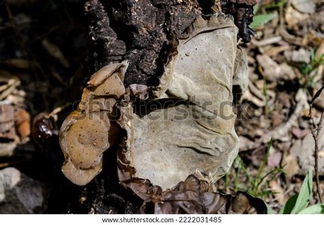 Edible Judas Ear Mushroom Auricularia Auriculajudae Stock Photo