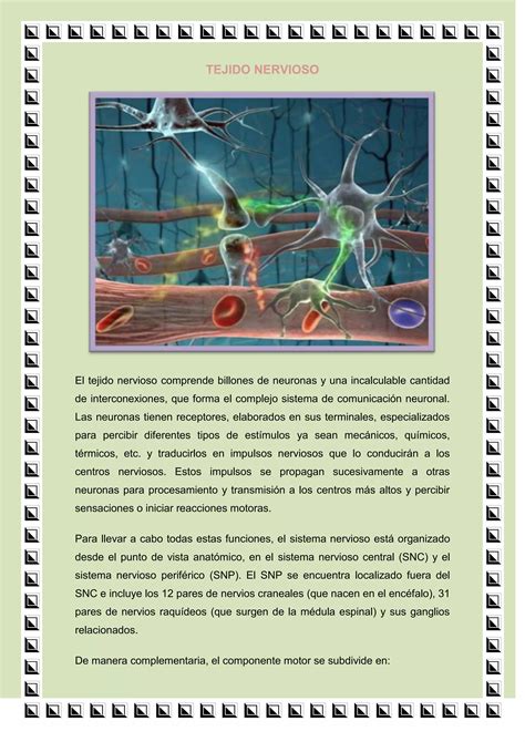 Tejido Nervioso Pdf