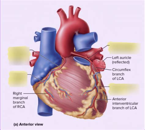 Lab Final Heart Veins And Arteries And Valves Diagram Quizlet