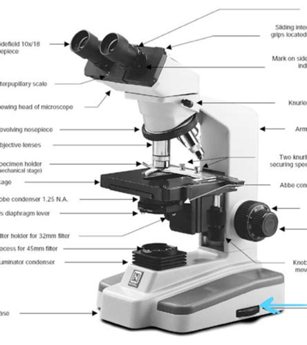 Intro To Light Microscopy Flashcards Quizlet