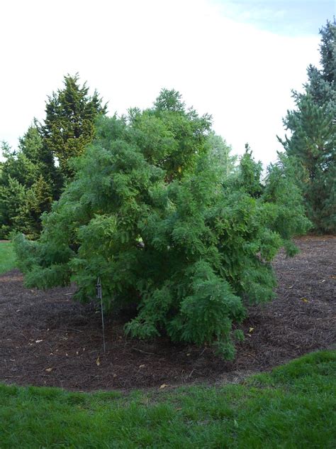 Taxodium Distichum Cody S Feathers Taxodium Distichum C Flickr