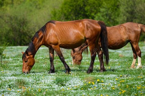 Pferd Der Blumenwiese Fotos Kostenlose Und Royalty Free Stock Fotos