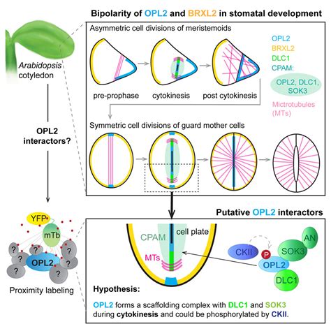 Spatially Resolved Proteomics Of The Arabidopsis Stomatal Lineage