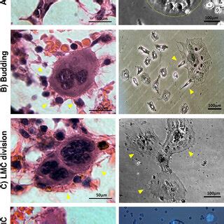 Morphology of LMCs in the culture. A Single LMCs isolated by limiting ... 