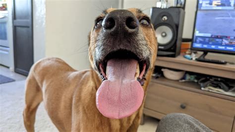 The happiest boi you'll ever meet : r/aww