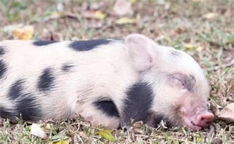 Sujeto es señalado por adoptar a una cerdita como mascota y usarla para