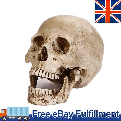 LIFESIZE REALISTIC HUMAN Skull Replica Resin Model Anatomical Halloween