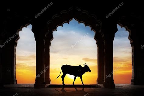 Indian cow silhouette Stock Photo by ©byheaven 27697089