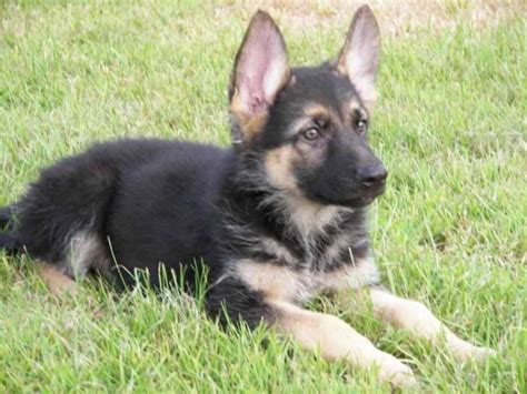 German Shepherd Adoption Near Me | PETSIDI