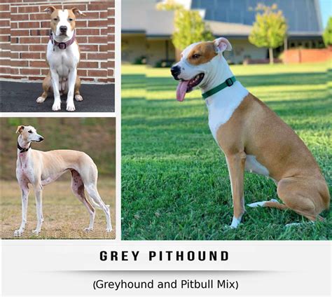 popular greyhound mix dog breeds hubpages