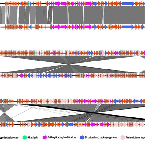 Genome Map Of Phage Vb Ecom De Nucleotide Sequences Were Analyzed