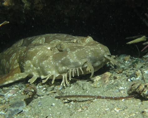 Spotted wobbegong - Facts, Diet, Habitat & Pictures on Animalia.bio