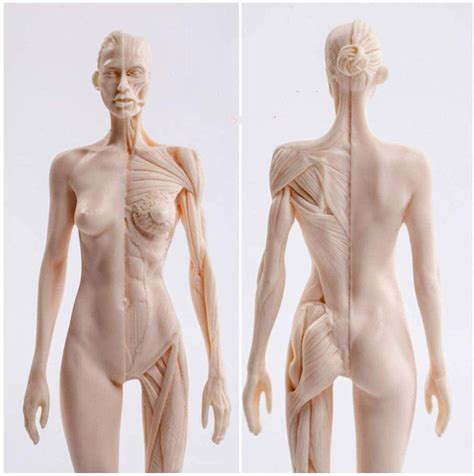 Anatomia Do Corpo Feminino - 5