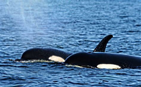 Killer Whales Deep Blue In Ocean Hd Wallpaper Pxfuel