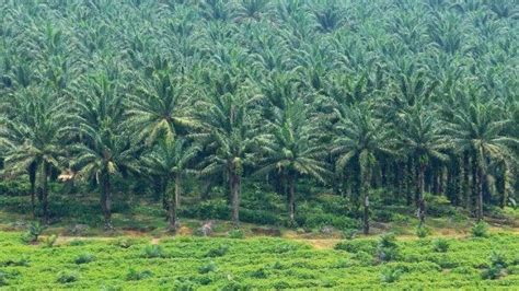 Kesempatan Masih Terbuka Yang Mau Kerja Di Malaysia Silakan Mendaftar