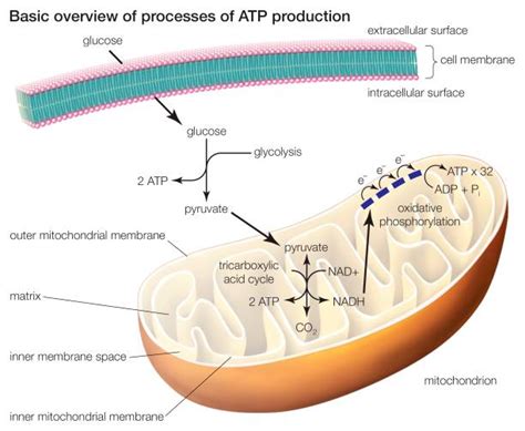 The Three Processes Of Atp Production Include Glycolysis, The Tricarboxylic Acid Cycle, And ...