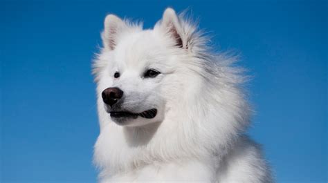 10 Cold Weather Dog Breeds | Pet Health Insurance & Tips