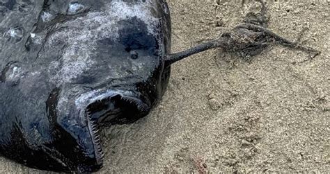 Rare Pacific Footballfish Washes Ashore In Oregon