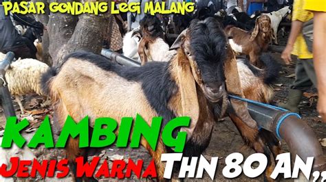 Update Harga Kambing Hari Ini Pasar Hewan Gondang Legi Malang