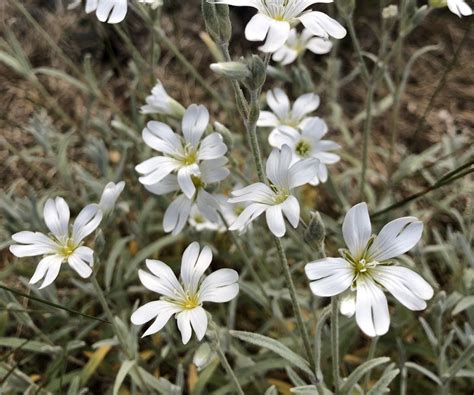 Best 6 plants with silver foliage – for a shimmering…