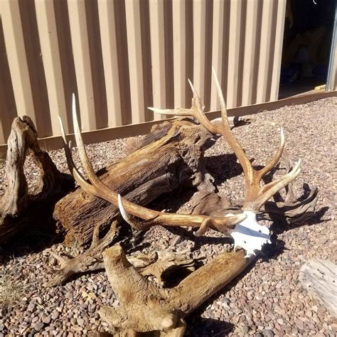 Huge Real Elk Skull Antler Set Shed Antlers Matching Pair Etsy