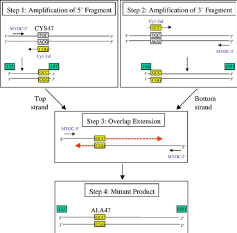 Schematic Diagram Of Site Directed Mutagenesis Using Splicing By