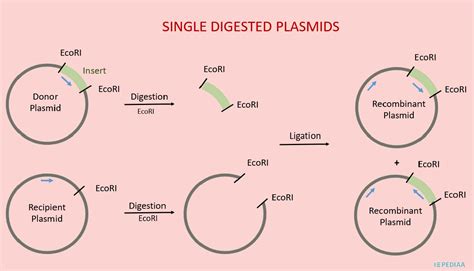 What Is The Difference Between Single Digested Plasmid And Double