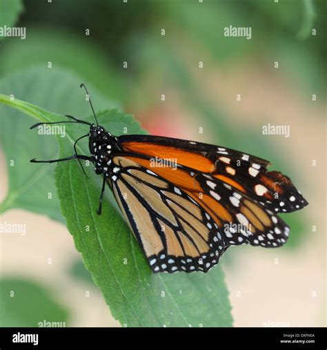 Mariposa Monarca Danaus Plexippus Hi Res Stock Photography And Images