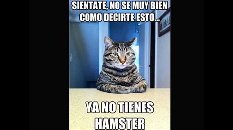 Los Mejores Memes De Gatos De La Web