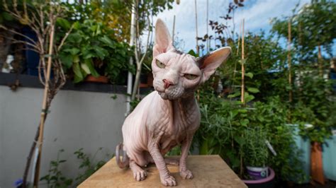 Essential Sphynx Cat Grooming Tips: Bathing, Nails & More – Purebred ...