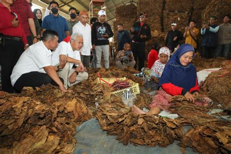 Ganjar Janji Jadikan Jateng Pusat Tembakau Di Indonesia