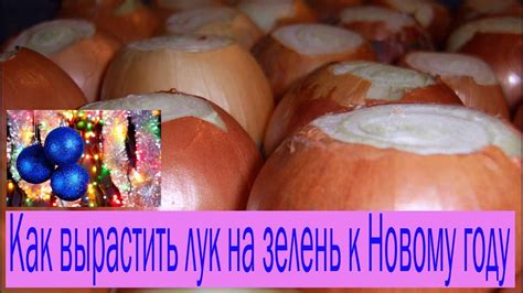 Как вырастить лук на зелень к Новому году. Сад и огород. Выпуск 199 ...