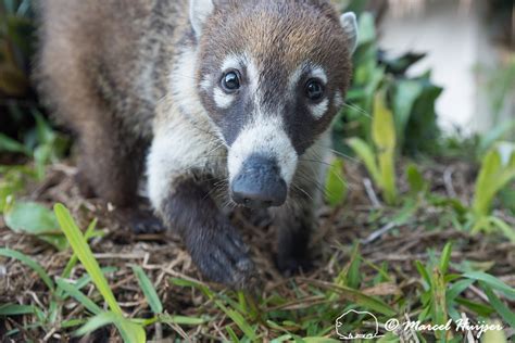 Marcel Huijser Photography | Mexican wildlife: White-nosed coati (Nasua