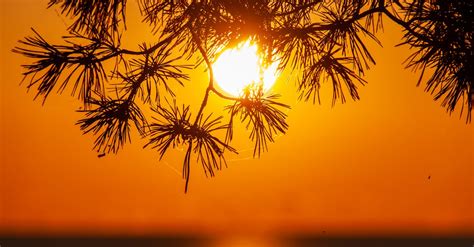 Le Plug Anal Doré Plaisir Raffiné et Sensations Sublimes